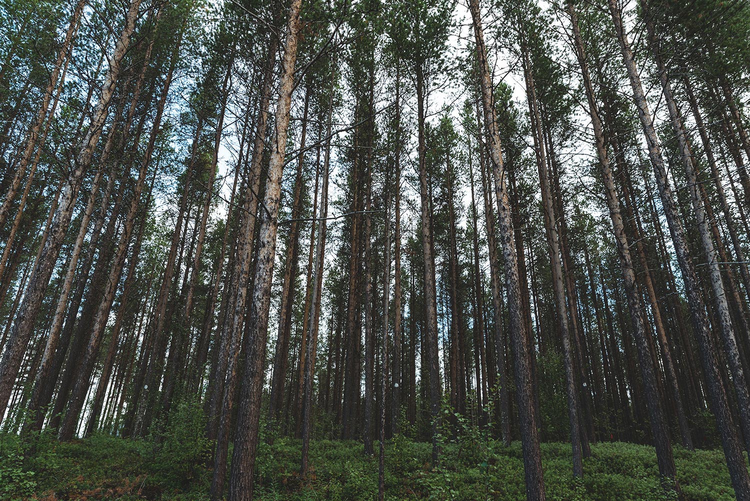 Norvegia - foresta
